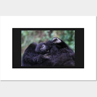 Baby Mountain Gorilla, Kwitonda Group, Rwanda, East Africa Posters and Art